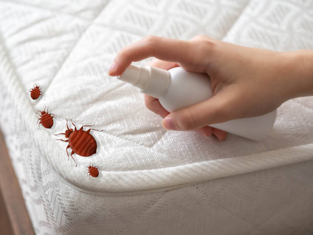 Best Bed Bug Extermination  in Pagosa Springs, CO